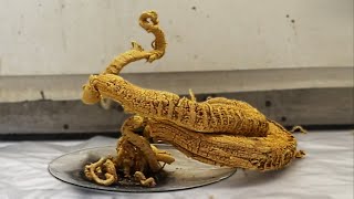 Making the Pharaohs Serpent [upl. by Kesia]