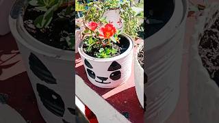 Purslane flower beautiful flowers Asmit Sajwan vlogs [upl. by Ailin]