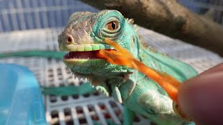 BABY AXANTHIC BLUE IGUANA HAND FEEDING [upl. by Nellek]