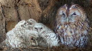 Tawny Owls Raise Big Brood  Full Story  Bonnie and Ozzy  Robert E Fuller [upl. by Luciana]