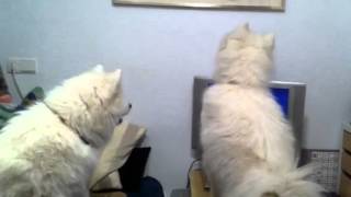 Samoyeds howling with wolves [upl. by Maurizia126]