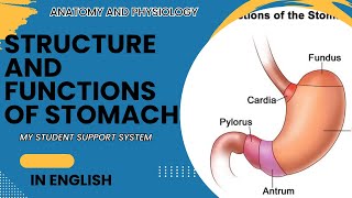 structure and functions of stomach  anatomy and physiology of stomach [upl. by Decamp]