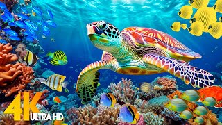 Ocean 4K  Sea Animals for Relaxation Beautiful Coral Reef Fish in Aquarium 4K Video Ultra HD 8 [upl. by Nnairek318]