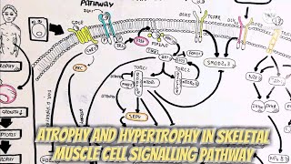 Atrophy and hypertrophy in skeletal muscle cell signalling pathway umerfarooqbiology7083 [upl. by Timon]