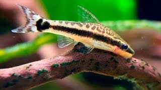 Oto Dwarf Suckermouth Catfish Otocinclus [upl. by Anitnamaid]