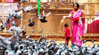 Kabootar Khana Pigeons Park at Koti in Hyderabad  HD Video [upl. by Fuller167]