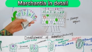 Marchantia in detailThallusReproduction in marchantiaBSc and MSc botany [upl. by Aliakim]