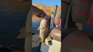 Fishing at lake Kaweah today caught a 3 pounder [upl. by Lleoj864]