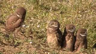 Burrowing Owl Family with 5 Owlets [upl. by Gunter]