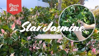 How does Variegated Star Jasmine grow Does she have flowers and is she scented [upl. by Bikales771]