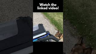 STOP Animal Chasing Dog Prey Drive Training [upl. by Terb]