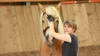 Plus de vidéos Salon du cheval 2015  Le Journal dune Cow n°16 [upl. by Hardan561]