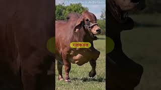 गिर गाय की सही पहचान livestockadvisor cow dairybusiness [upl. by Violeta]