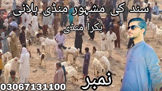 Sunday halani bakra mandi latest update 2024pink goats 🐐 halani mandi goatDecember 8 2024 [upl. by Erodoeht775]