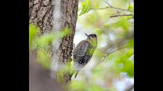 Yellow bellied sapsucker [upl. by Alfred]