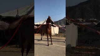 Marwari Colt Messi First Day at PushkarFair 2024 marwarihorse marwari pushkar shorts horse bsf [upl. by Adamec282]