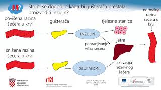 Biologija 8 r OĹ  Hormonska regulacija [upl. by Yraeg837]