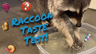 Raccoon Washing Snacks  Rocket Taste Test [upl. by August]