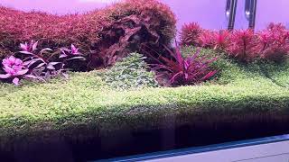 Rotala blod red [upl. by Aleris560]