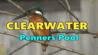 CLEARWATER PENNERS POOL [upl. by Lipfert]