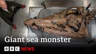 Colossal sea monster unearthed in UK  BBC News [upl. by Amhsirak]