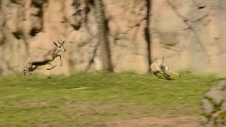 Tiny gazelle leads highspeed chase at zoo [upl. by Malet]