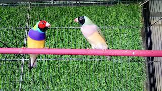 How to Gender Lady Gouldian Finch  Male Female Identification [upl. by Ahseyd]