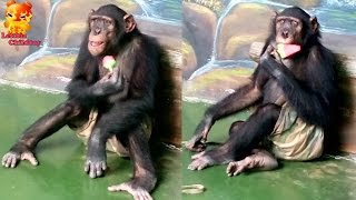 Chimpanzees Gestures eating ice cream [upl. by Atteloj149]