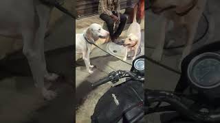 Rajapalayam vs Labrador dog funny video [upl. by Eibbob]