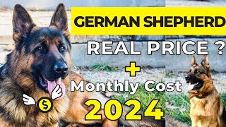 German Shepherd Price In India 2024  German Shepherd Price and Monthly Expenses [upl. by Aihsena]