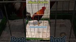 Fiestag 2024  Martin Escolin [upl. by Eniluap871]