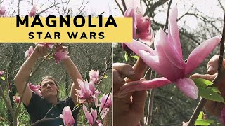 La Magnolia star wars características y cuidados  Decogarden  Jardinatis [upl. by Akierdna]