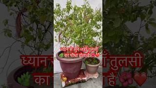 Tulsi Pujan Vidhi 🌿🙏 motivation tulsikathakathatulsikrit motivationaltulsishorts ytshorts [upl. by Grath895]