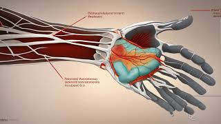 quotFascial Retinacular System in the Hand Exploring Normal Anatomy and Diseasequot [upl. by Arsuy707]