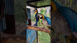 Macaw Blue Gold viralshort shortviral trandingshorts shortvideo shorts [upl. by Mateo]