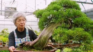 Bonsai the Endless Ritual  Extraordinary Rituals  Earth Unplugged [upl. by Danaher]