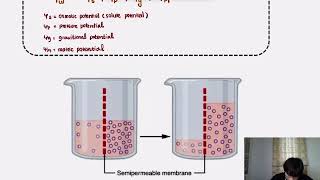 water potential [upl. by Magavern]