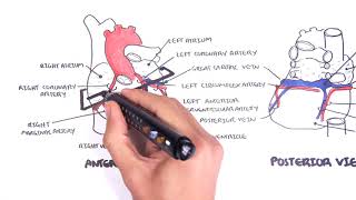 Clinical Anatomy  Cardiac Coronary Vessels left and right coronary artery venous sinus [upl. by Ydnam145]