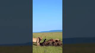 Lion and African Dog Feast Together Wildlife Savanna [upl. by Teplitz]