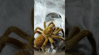 Pterinochilus murinus fypシ゚viral tarantula arachnid animals spider fyp [upl. by Dewhirst]