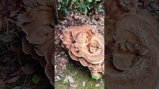 MERIPILUS GIGANTEUS fungus edible agriculture fungi shorts trending viralshorts [upl. by Saw]