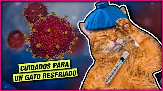 CUIDADOS PARA UN GATO RESFRIADO 😺 LA GATERÍA TV [upl. by Eenaej]