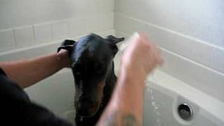 Ovechkins The Doberman Pinscher First Bath [upl. by Ihdin305]