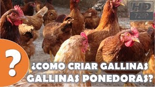 ¿Como cuidar a tus Gallinas Ponedoras o de Postura HD [upl. by Ridley639]