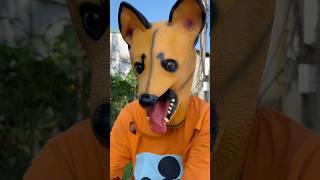 Does a Tractor Really Run Over Your Phone 😂 funny dog shortvideo [upl. by Ambrogio129]