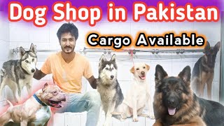 Dog Market in Pakistan  German Shepherd Puppy  Siberian Husky  Labrador  Pet Market  Dog Shop [upl. by Daniala597]