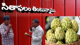 sethapalambenfitscurd health benefitshealth benefits of custard apple [upl. by Horgan]