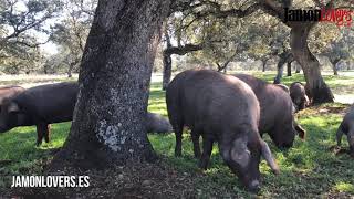 Acornfed 100 Pure Breed Iberian Pigs The Dehesa forest [upl. by Rayner476]