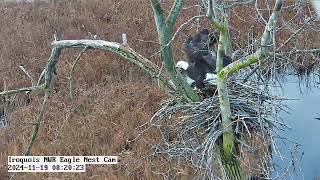 Iroquois NWR Bald Eagle Camera 20241119 fate of the troubling stick [upl. by Airdnaid]