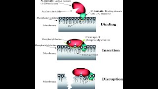 Clostridium perfringens Part 1 Biochemical properties and alphatoxin causing gas gangrene [upl. by Petuu462]